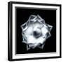 Camellia on Black-Philippe Sainte-Laudy-Framed Photographic Print