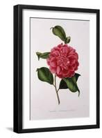 Camellia Rawsiana, or Roscii-null-Framed Art Print