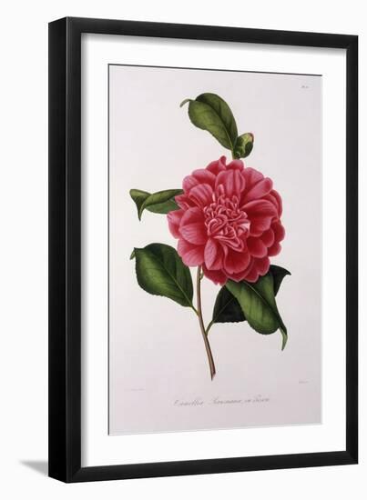 Camellia Rawsiana, or Roscii-null-Framed Art Print