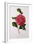 Camellia Rawsiana, or Roscii-null-Framed Art Print