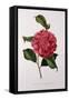 Camellia Rawsiana, or Roscii-null-Framed Stretched Canvas