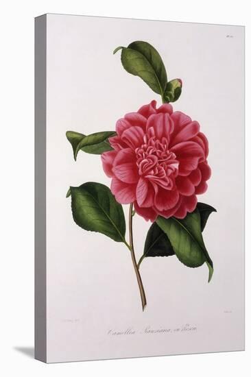 Camellia Rawsiana, or Roscii-null-Stretched Canvas