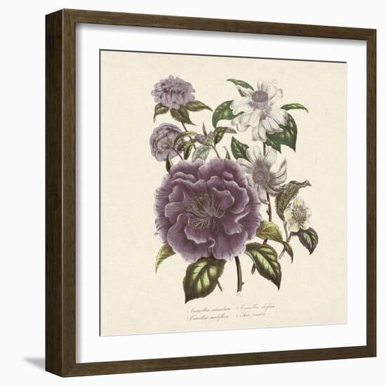 Camellia Reticulata-Jo Starkey-Framed Giclee Print