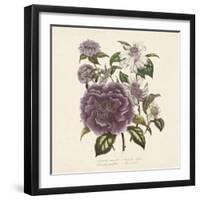 Camellia Reticulata-Jo Starkey-Framed Giclee Print