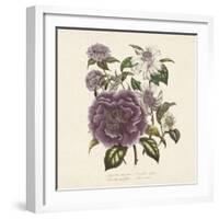 Camellia Reticulata-Jo Starkey-Framed Giclee Print