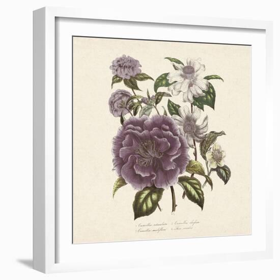 Camellia Reticulata-Jo Starkey-Framed Giclee Print