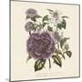 Camellia Reticulata-Jo Starkey-Mounted Giclee Print