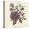 Camellia Reticulata-Jo Starkey-Stretched Canvas