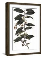 Camellia Sinensis - Tea Plant, 1823-null-Framed Giclee Print