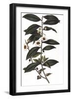 Camellia Sinensis - Tea Plant, 1823-null-Framed Giclee Print