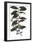 Camellia Sinensis - Tea Plant, 1823-null-Framed Giclee Print