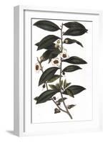 Camellia Sinensis - Tea Plant, 1823-null-Framed Giclee Print