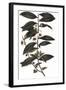 Camellia Sinensis - Tea Plant, 1823-null-Framed Giclee Print