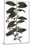 Camellia Sinensis - Tea Plant, 1823-null-Mounted Giclee Print