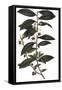 Camellia Sinensis - Tea Plant, 1823-null-Framed Stretched Canvas