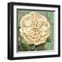 Camellia Study II-Suzanne Nicoll-Framed Art Print