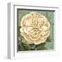 Camellia Study II-Suzanne Nicoll-Framed Art Print