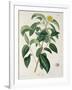 Camellia Thea from Phytographie Medicale by Joseph Roques-L.f.j. Hoquart-Framed Giclee Print