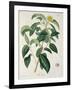 Camellia Thea from Phytographie Medicale by Joseph Roques-L.f.j. Hoquart-Framed Giclee Print