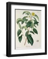 Camellia Thea from Phytographie Medicale by Joseph Roques-L.f.j. Hoquart-Framed Giclee Print