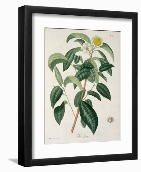 Camellia Thea from Phytographie Medicale by Joseph Roques-L.f.j. Hoquart-Framed Giclee Print