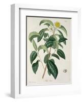 Camellia Thea from Phytographie Medicale by Joseph Roques-L.f.j. Hoquart-Framed Giclee Print