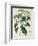 Camellia Thea from Phytographie Medicale by Joseph Roques-L.f.j. Hoquart-Framed Giclee Print