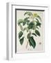 Camellia Thea from Phytographie Medicale by Joseph Roques-L.f.j. Hoquart-Framed Giclee Print