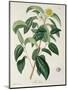 Camellia Thea from Phytographie Medicale by Joseph Roques-L.f.j. Hoquart-Mounted Giclee Print