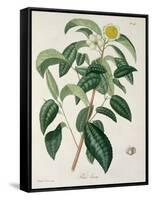Camellia Thea from Phytographie Medicale by Joseph Roques-L.f.j. Hoquart-Framed Stretched Canvas
