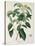 Camellia Thea from Phytographie Medicale by Joseph Roques-L.f.j. Hoquart-Stretched Canvas