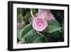 Camellia X Williamsii 'E G Waterhouse'-Maxine Adcock-Framed Photographic Print