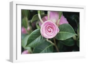 Camellia X Williamsii 'E G Waterhouse'-Maxine Adcock-Framed Photographic Print