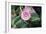 Camellia X Williamsii 'E G Waterhouse'-Maxine Adcock-Framed Photographic Print