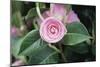 Camellia X Williamsii 'E G Waterhouse'-Maxine Adcock-Mounted Photographic Print