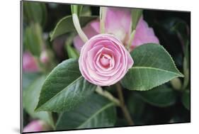 Camellia X Williamsii 'E G Waterhouse'-Maxine Adcock-Mounted Photographic Print