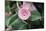 Camellia X Williamsii 'E G Waterhouse'-Maxine Adcock-Mounted Photographic Print