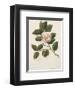 Camellia-John Miller-Framed Premium Giclee Print