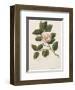 Camellia-John Miller-Framed Premium Giclee Print