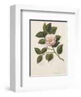Camellia-John Miller-Framed Premium Giclee Print