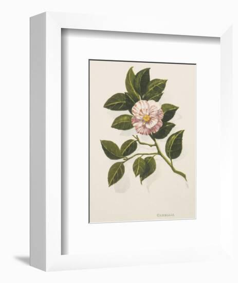 Camellia-John Miller-Framed Premium Giclee Print