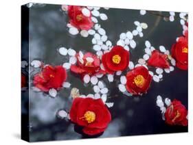 Camellias and Cherry Petals, Jingoji Temple, Kyoto, Japan-null-Stretched Canvas