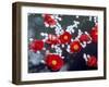 Camellias and Cherry Petals, Jingoji Temple, Kyoto, Japan-null-Framed Photographic Print