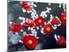 Camellias and Cherry Petals, Jingoji Temple, Kyoto, Japan-null-Mounted Photographic Print