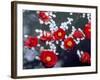 Camellias and Cherry Petals, Jingoji Temple, Kyoto, Japan-null-Framed Photographic Print