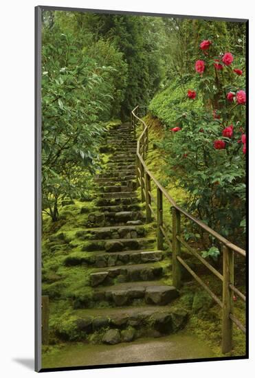 Camellias Steps, Portland Japanese Garden, Portland, Oregon, Usa-Michel Hersen-Mounted Photographic Print