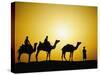 Camels and camel driver silhouetted at sunset, Thar Desert, Jodhpur, India-Adam Jones-Stretched Canvas