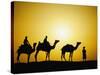 Camels and camel driver silhouetted at sunset, Thar Desert, Jodhpur, India-Adam Jones-Stretched Canvas