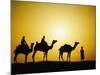 Camels and camel driver silhouetted at sunset, Thar Desert, Jodhpur, India-Adam Jones-Mounted Premium Photographic Print