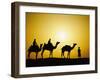 Camels and camel driver silhouetted at sunset, Thar Desert, Jodhpur, India-Adam Jones-Framed Photographic Print